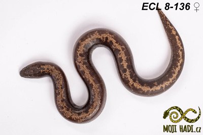 hadi na prodej, mládě, český chov hadů, odchov hadů, mojihadi.cz, Eryx columbrinus loveridgei, hroznýšek pestrý, Kenyan sand boa, striped,  het  Albino,het  Anery